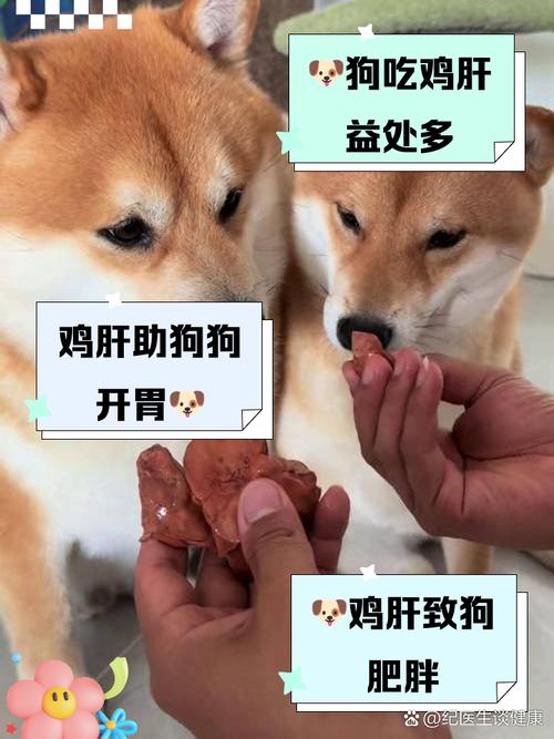 狗狗能吃鸭肝吗,狗狗可以吃鸭肝?-第6张图片 狗狗能吃鸭肝吗,狗狗可以吃鸭肝?-第6张图片