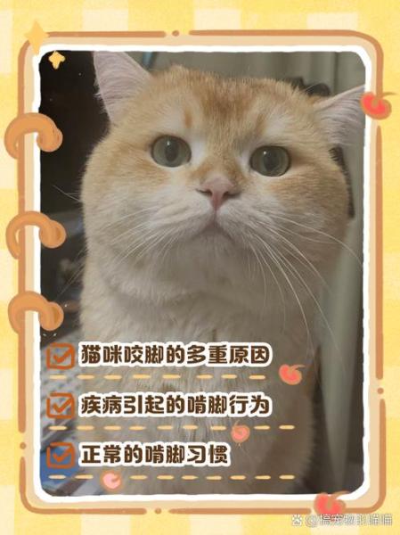 猫咪喜欢咬脚代表什么/猫咪喜欢咬脚趾什么情况-第4张图片 猫咪喜欢咬脚代表什么/猫咪喜欢咬脚趾什么情况-第4张图片