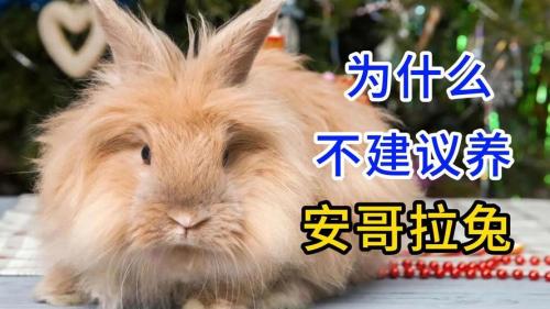 作为消费者“巨型安哥拉”你不能不知道-第5张图片 作为消费者“巨型安哥拉”你不能不知道-第5张图片