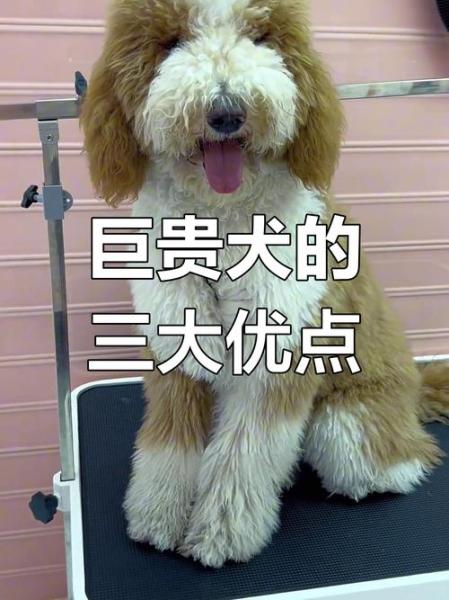 贵宾犬多少钱一只掉毛吗-贵宾犬 多少钱
