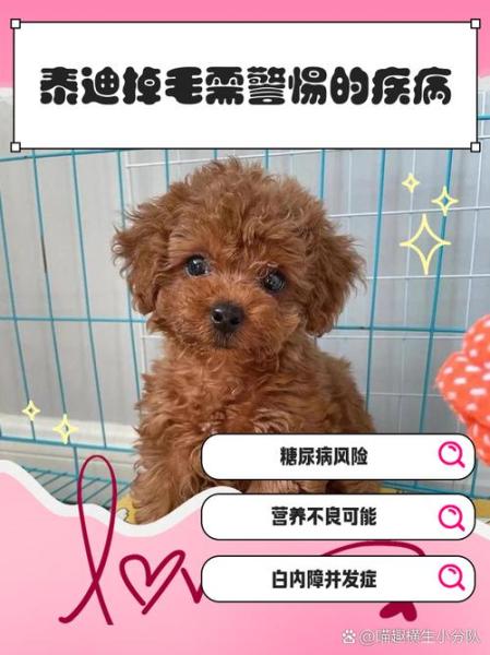 贵宾犬多少钱一只掉毛吗-贵宾犬 多少钱-第5张图片 贵宾犬多少钱一只掉毛吗-贵宾犬 多少钱-第5张图片