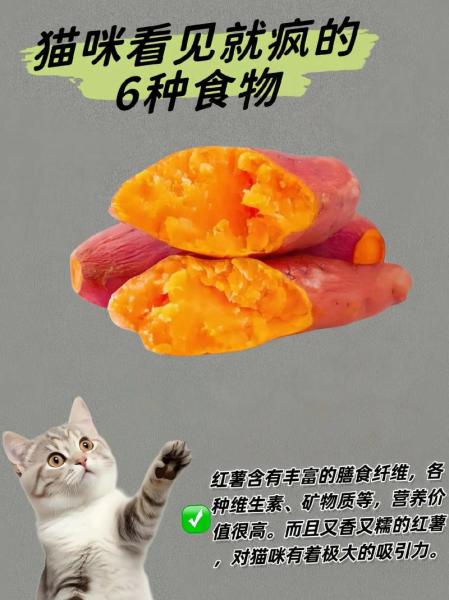 幼猫吃什么/幼猫吃什么益生菌-第4张图片 幼猫吃什么/幼猫吃什么益生菌-第4张图片