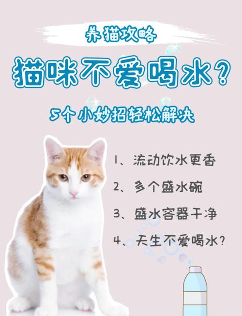 解析“猫不喝水能活几天”你不知道的事-第1张图片 解析“猫不喝水能活几天”你不知道的事-第1张图片