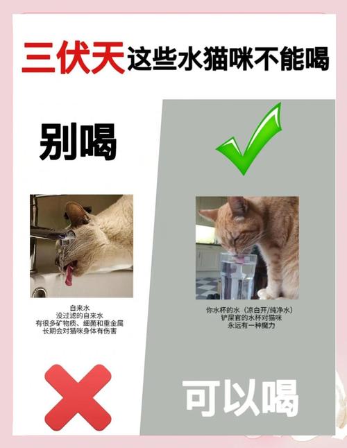 解析“猫不喝水能活几天”你不知道的事-第3张图片 解析“猫不喝水能活几天”你不知道的事-第3张图片