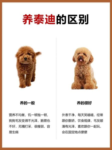 泰迪好养吗/泰迪好养吗?优缺点有哪些-第2张图片 泰迪好养吗/泰迪好养吗?优缺点有哪些-第2张图片