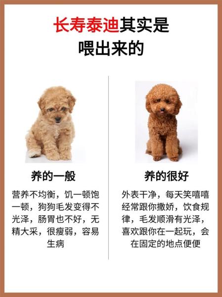 泰迪好养吗/泰迪好养吗?优缺点有哪些-第9张图片 泰迪好养吗/泰迪好养吗?优缺点有哪些-第9张图片