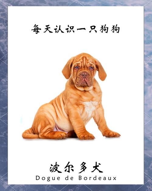 法国波尔多犬费用,法国波尔多犬费用及图片-第2张图片 法国波尔多犬费用,法国波尔多犬费用及图片-第2张图片