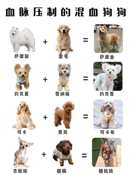 作为消费者“串串狗”你不能不知道-第3张图片 作为消费者“串串狗”你不能不知道-第3张图片