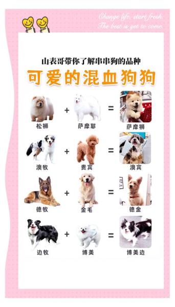 作为消费者“串串狗”你不能不知道-第4张图片 作为消费者“串串狗”你不能不知道-第4张图片