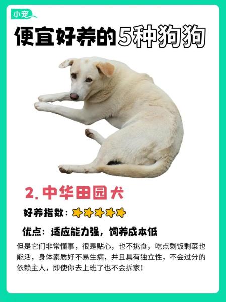作为消费者“串串狗”你不能不知道-第5张图片 作为消费者“串串狗”你不能不知道-第5张图片