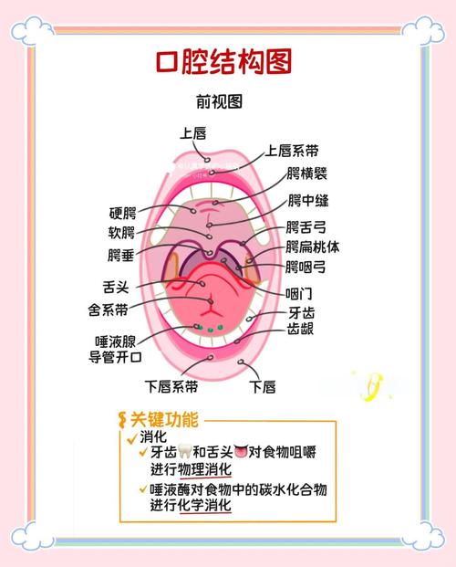 嘴巴里,嘴巴里面长水泡是什么原因-第7张图片 嘴巴里,嘴巴里面长水泡是什么原因-第7张图片