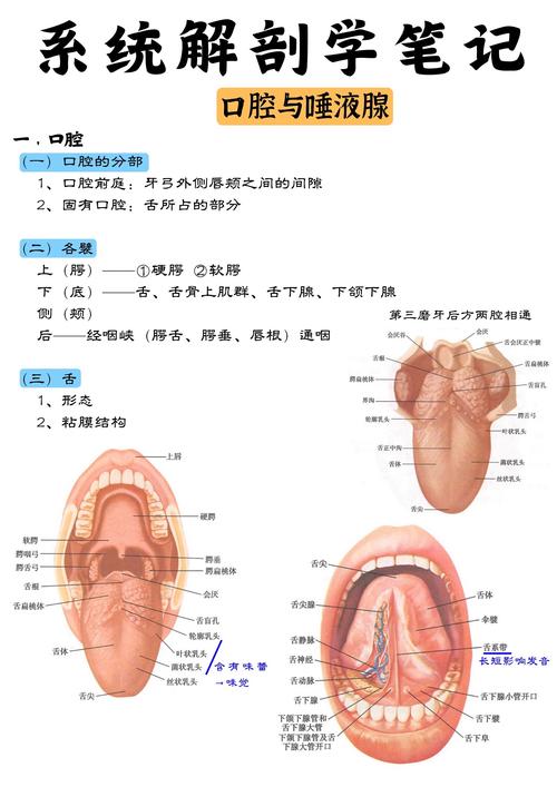 嘴巴里,嘴巴里面长水泡是什么原因-第9张图片 嘴巴里,嘴巴里面长水泡是什么原因-第9张图片
