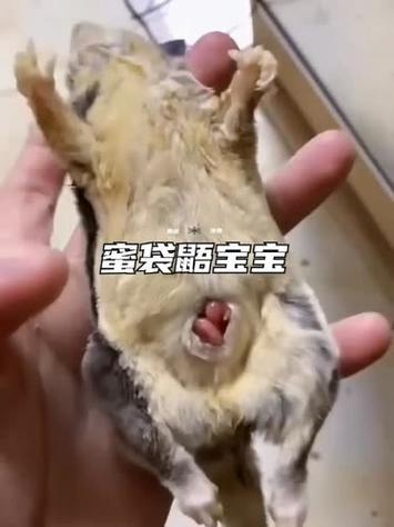 解析“蜜袋鼠臭不臭”你不知道的事-第2张图片 解析“蜜袋鼠臭不臭”你不知道的事-第2张图片
