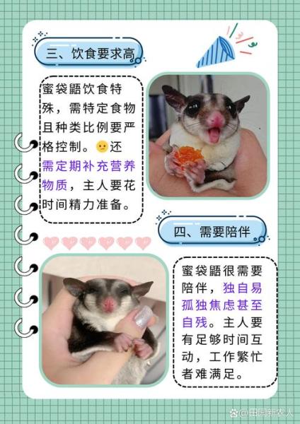 解析“蜜袋鼠臭不臭”你不知道的事-第3张图片 解析“蜜袋鼠臭不臭”你不知道的事-第3张图片