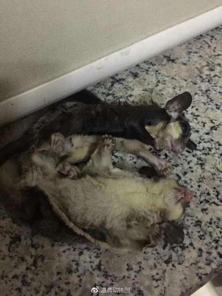 解析“蜜袋鼠臭不臭”你不知道的事-第4张图片 解析“蜜袋鼠臭不臭”你不知道的事-第4张图片