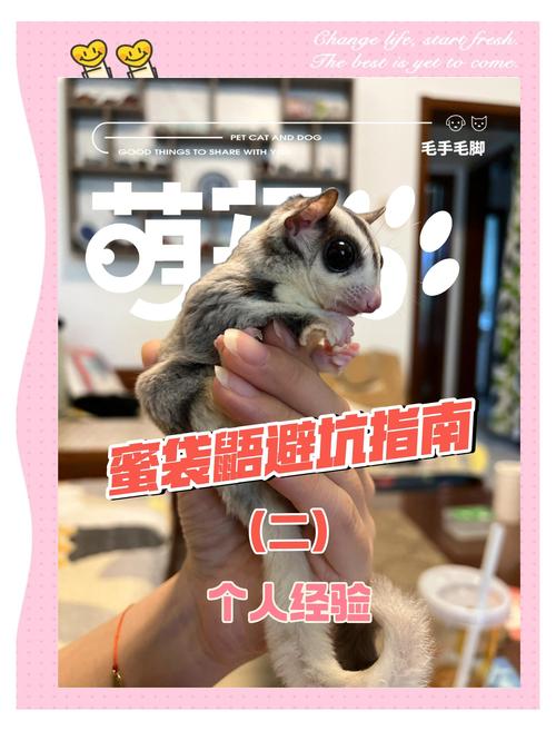 解析“蜜袋鼠臭不臭”你不知道的事-第7张图片 解析“蜜袋鼠臭不臭”你不知道的事-第7张图片