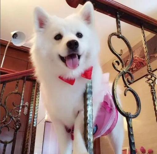 美国爱斯基摩犬多少钱,美国爱斯基摩犬寿命-第3张图片 美国爱斯基摩犬多少钱,美国爱斯基摩犬寿命-第3张图片
