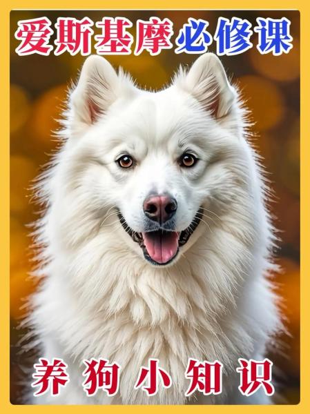 美国爱斯基摩犬多少钱,美国爱斯基摩犬寿命-第6张图片 美国爱斯基摩犬多少钱,美国爱斯基摩犬寿命-第6张图片