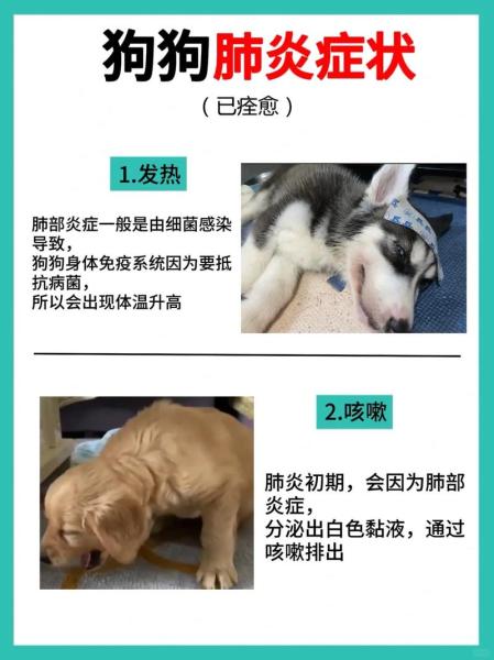 狗狗肺炎的症状/狗狗肺炎吃什么药最有效-第1张图片 狗狗肺炎的症状/狗狗肺炎吃什么药最有效-第1张图片