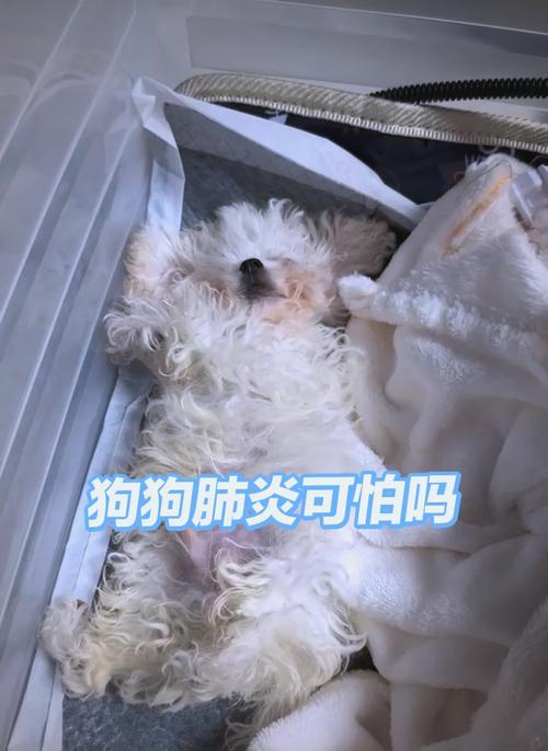 狗狗肺炎的症状/狗狗肺炎吃什么药最有效-第3张图片 狗狗肺炎的症状/狗狗肺炎吃什么药最有效-第3张图片