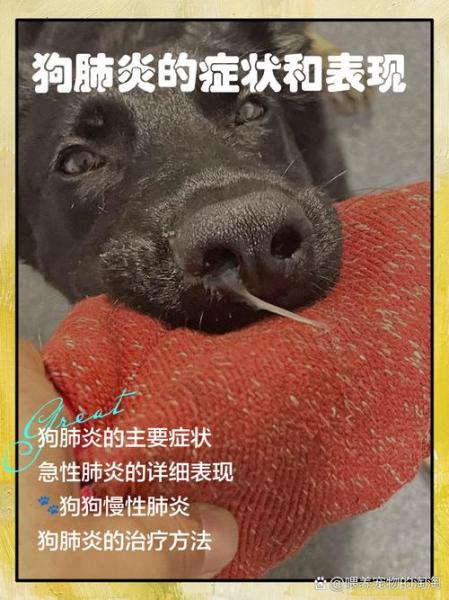 狗狗肺炎的症状/狗狗肺炎吃什么药最有效-第6张图片 狗狗肺炎的症状/狗狗肺炎吃什么药最有效-第6张图片