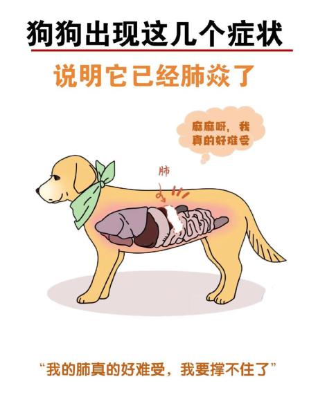 狗狗肺炎的症状/狗狗肺炎吃什么药最有效-第7张图片 狗狗肺炎的症状/狗狗肺炎吃什么药最有效-第7张图片
