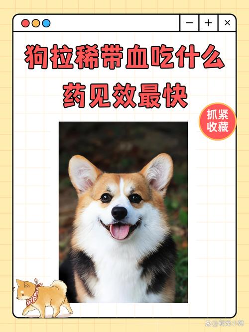 作为消费者“狗狗大便带血是怎么回事”你不能不知道-第7张图片 作为消费者“狗狗大便带血是怎么回事”你不能不知道-第7张图片