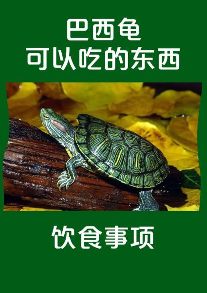 巴西龟吃什么/巴西龟吃什么龟粮