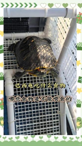 巴西龟吃什么/巴西龟吃什么龟粮-第2张图片 巴西龟吃什么/巴西龟吃什么龟粮-第2张图片
