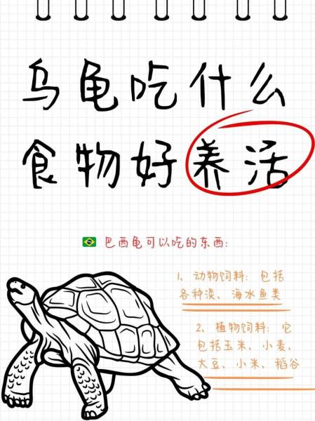 巴西龟吃什么/巴西龟吃什么龟粮-第4张图片 巴西龟吃什么/巴西龟吃什么龟粮-第4张图片