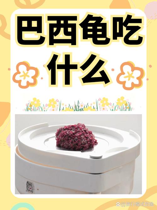 巴西龟吃什么/巴西龟吃什么龟粮-第7张图片 巴西龟吃什么/巴西龟吃什么龟粮-第7张图片