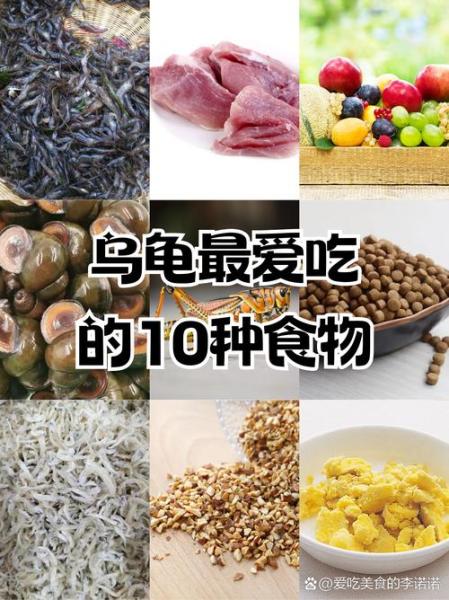 巴西龟吃什么/巴西龟吃什么龟粮-第8张图片 巴西龟吃什么/巴西龟吃什么龟粮-第8张图片