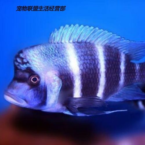 布隆迪六间长得快吗-布隆迪六间如何区分雌雄图解-第3张图片 布隆迪六间长得快吗-布隆迪六间如何区分雌雄图解-第3张图片