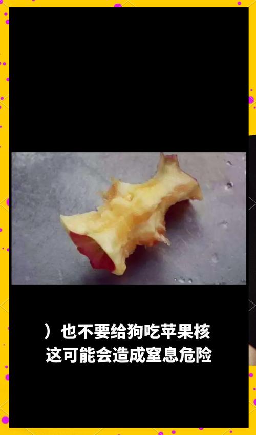 狗狗能吃苹果吗，博美狗狗能吃苹果吗