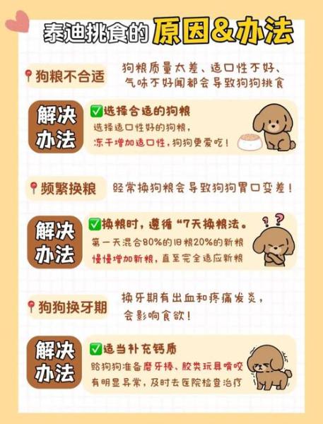 泰迪狗狗挑食怎么办-泰迪爱挑食怎么办,专治挑食的妙招-第2张图片 泰迪狗狗挑食怎么办-泰迪爱挑食怎么办,专治挑食的妙招-第2张图片