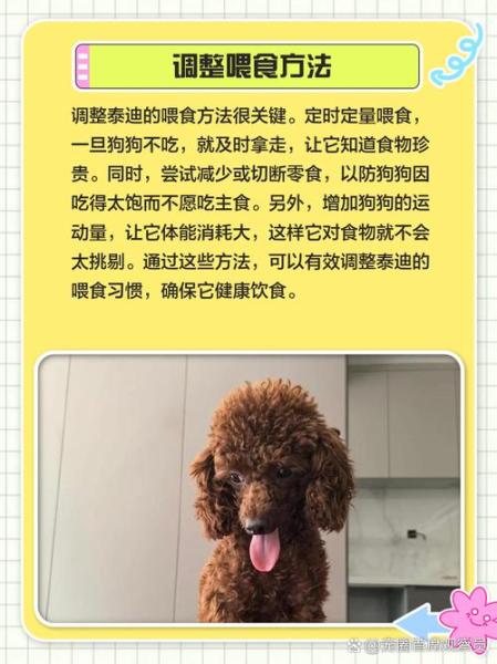 泰迪狗狗挑食怎么办-泰迪爱挑食怎么办,专治挑食的妙招-第3张图片 泰迪狗狗挑食怎么办-泰迪爱挑食怎么办,专治挑食的妙招-第3张图片