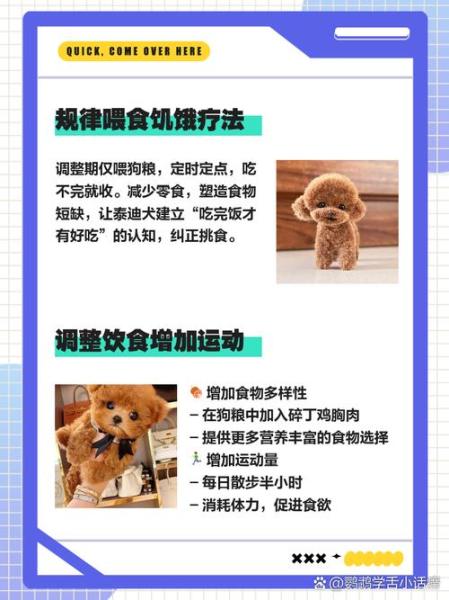 泰迪狗狗挑食怎么办-泰迪爱挑食怎么办,专治挑食的妙招-第9张图片 泰迪狗狗挑食怎么办-泰迪爱挑食怎么办,专治挑食的妙招-第9张图片