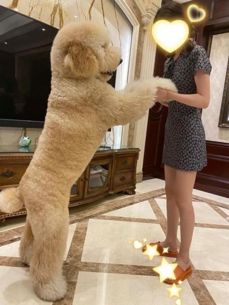 花巨贵犬多少钱，花色巨贵犬多少钱