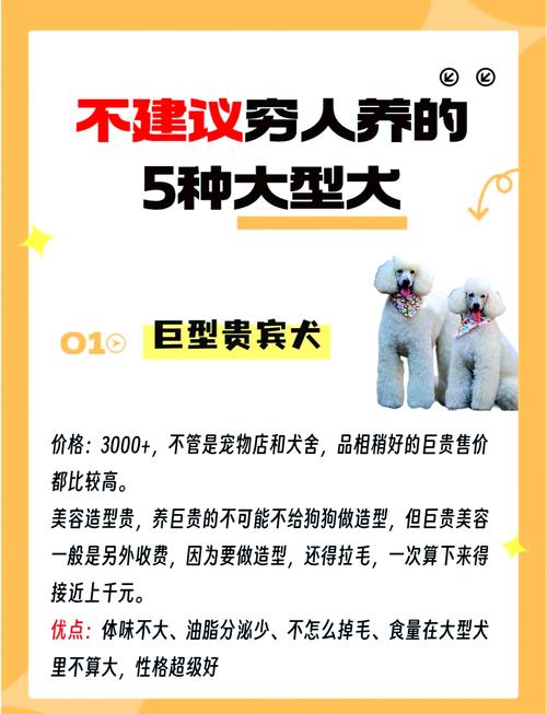 花巨贵犬多少钱,花色巨贵犬多少钱-第2张图片 花巨贵犬多少钱,花色巨贵犬多少钱-第2张图片