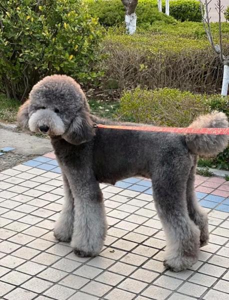 花巨贵犬多少钱,花色巨贵犬多少钱-第5张图片 花巨贵犬多少钱,花色巨贵犬多少钱-第5张图片