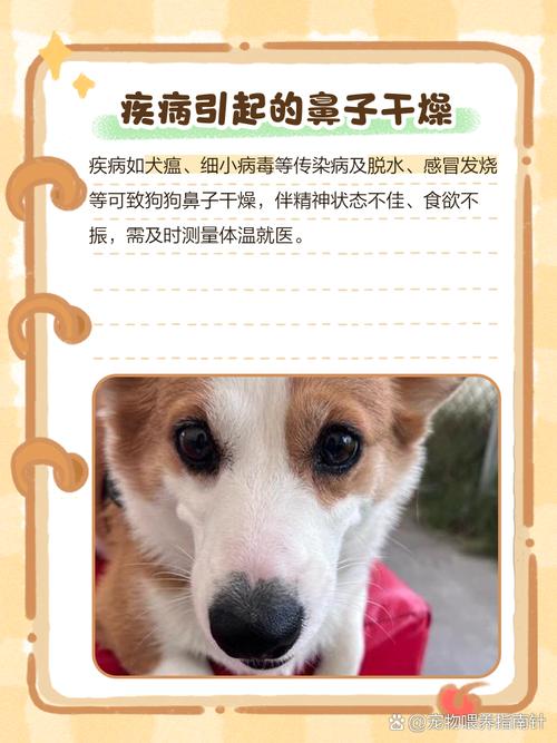 狗鼻子干干的怎么办,狗鼻子干是怎么了-第4张图片 狗鼻子干干的怎么办,狗鼻子干是怎么了-第4张图片