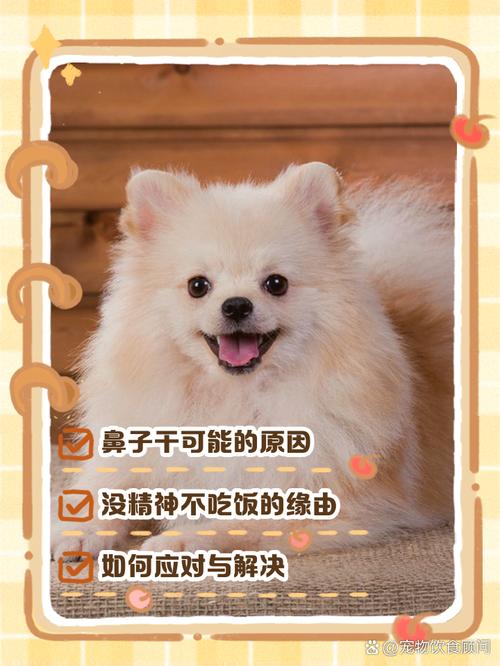 狗鼻子干干的怎么办,狗鼻子干是怎么了-第8张图片 狗鼻子干干的怎么办,狗鼻子干是怎么了-第8张图片