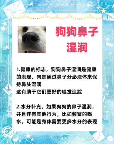 狗鼻子干干的怎么办,狗鼻子干是怎么了-第10张图片 狗鼻子干干的怎么办,狗鼻子干是怎么了-第10张图片