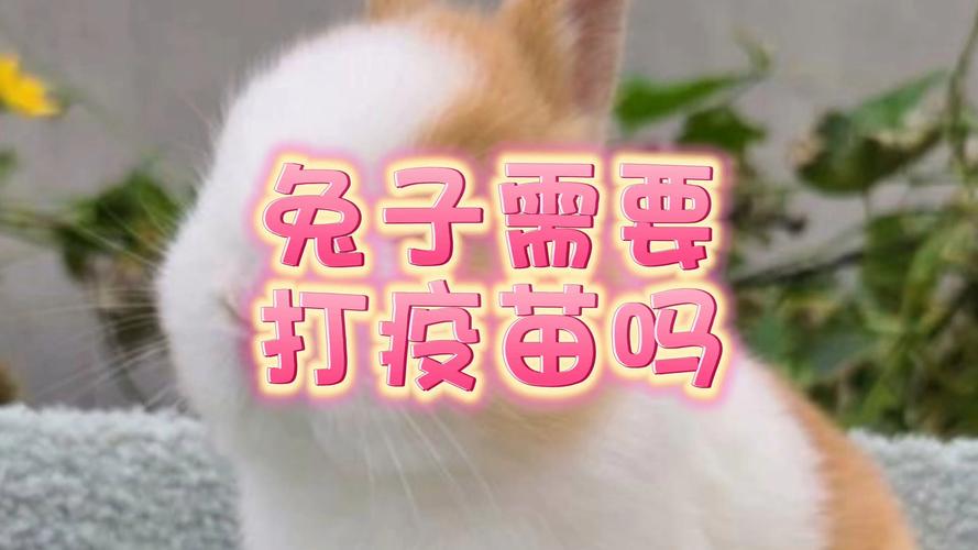 作为消费者“兔子要打疫苗吗”你不能不知道