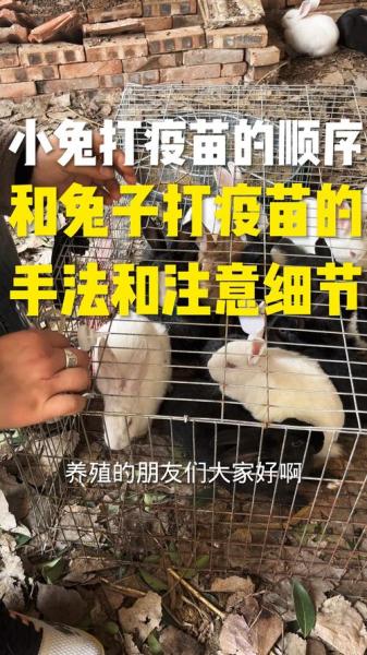 作为消费者“兔子要打疫苗吗”你不能不知道-第5张图片 作为消费者“兔子要打疫苗吗”你不能不知道-第5张图片