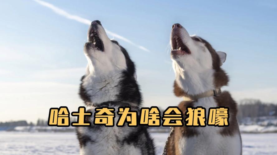 哈士奇狼吼的原因,哈士奇狼叫怎么办-第4张图片 哈士奇狼吼的原因,哈士奇狼叫怎么办-第4张图片