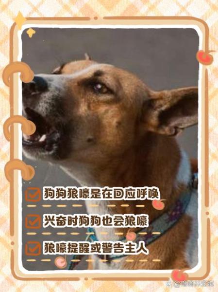 哈士奇狼吼的原因,哈士奇狼叫怎么办-第6张图片 哈士奇狼吼的原因,哈士奇狼叫怎么办-第6张图片