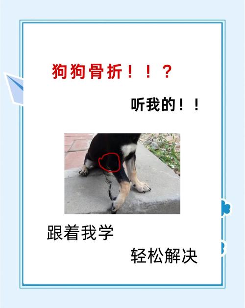 狗狗骨折能自愈吗,狗狗骨折了怎么办自救-第1张图片 狗狗骨折能自愈吗,狗狗骨折了怎么办自救-第1张图片