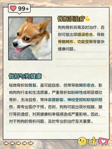 狗狗骨折能自愈吗,狗狗骨折了怎么办自救-第3张图片 狗狗骨折能自愈吗,狗狗骨折了怎么办自救-第3张图片