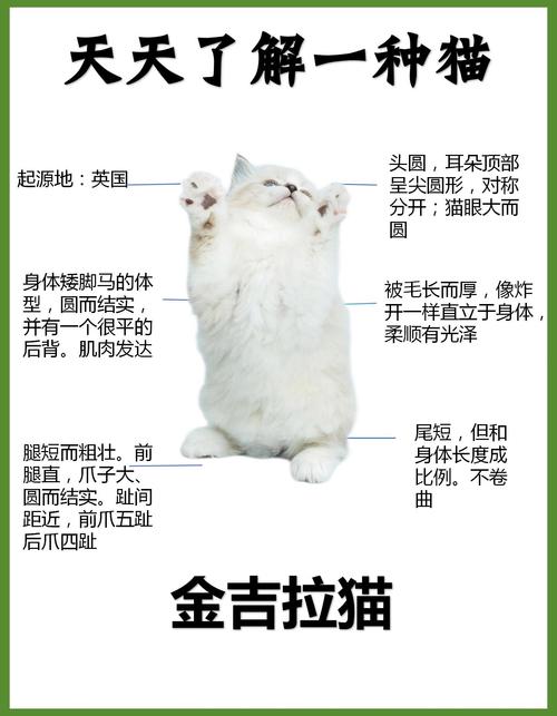 解析“猫的体重”你不知道的事-第4张图片 解析“猫的体重”你不知道的事-第4张图片